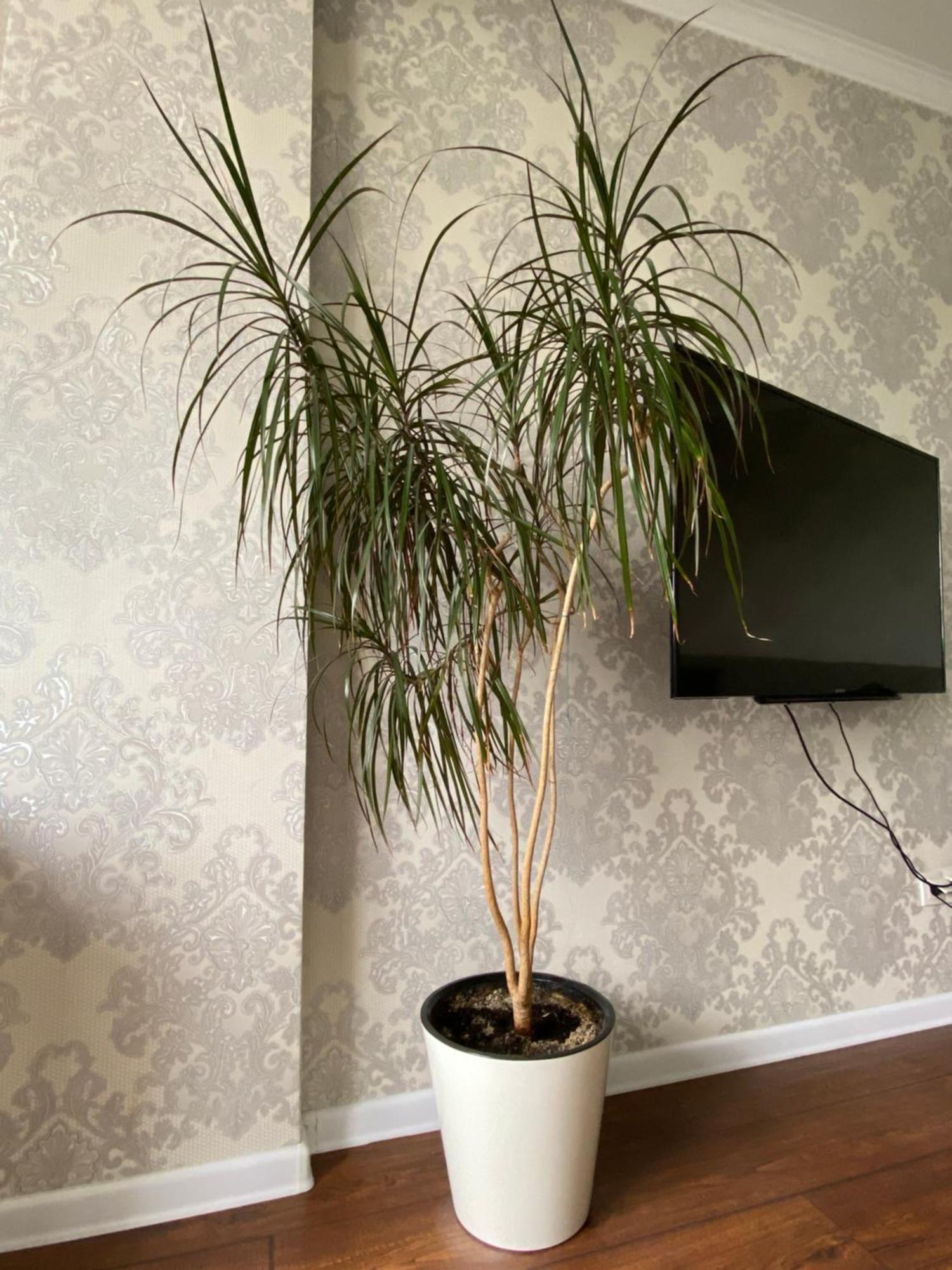 Appartement Жк Весна à Almaty Extérieur photo